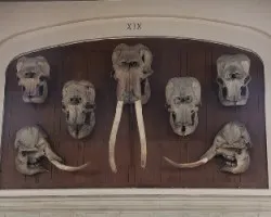 Restos óseos