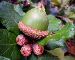 Bellotas