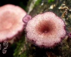 Rosado velludo