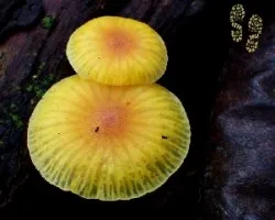 Xeromphalina sp