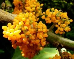 Urera baccifera