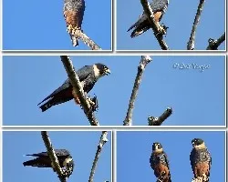 Falco rufigularis