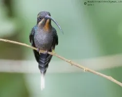 Phaethornis guy