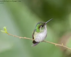 Lampornis hemileucus