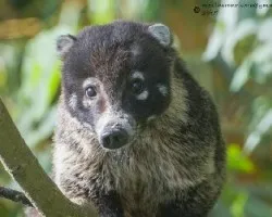 Nasua narica