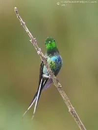Discosura conversii