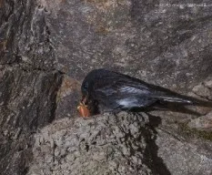 Sayornis nigricans