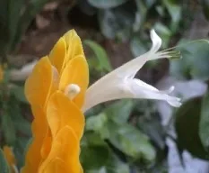 Pachystachys lutea