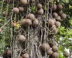 El bala de cañón
