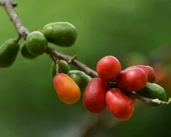 Jocotes