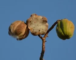 Frutos