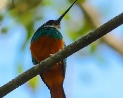 Galbula ruficauda