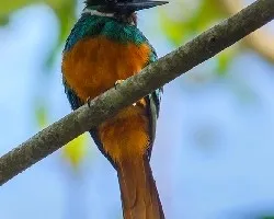 Galbula ruficauda