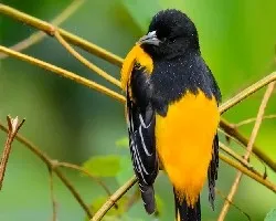 Icterus galbula