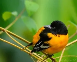 Icterus galbula