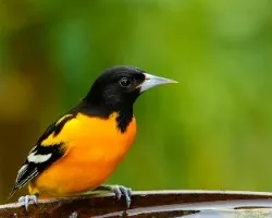Icterus galbula