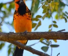 Icterus pectoralis