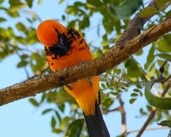 Icterus pectoralis
