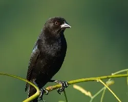 Molothrus aeneus