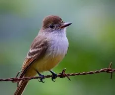 Myiarchus nuttingi
