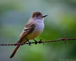 Myiarchus nuttingi
