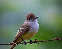 Myiarchus nuttingi