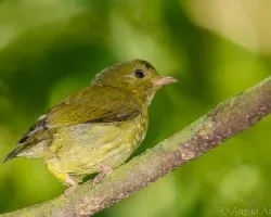 Ceratopipra mentalis