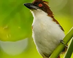 Taraba major