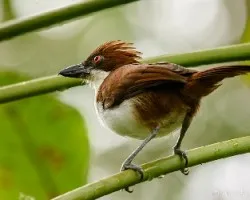 Taraba major