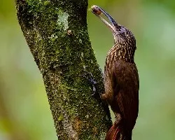 Xiphorhynchus susurrans