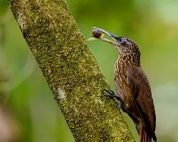 Xiphorhynchus susurrans