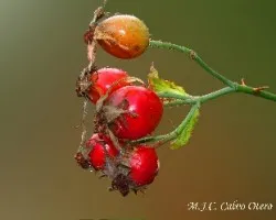 Escaramujo