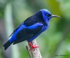  Cyanerpes cyaneus.