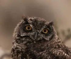 Búho tucuquere