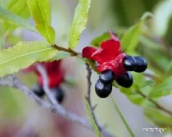 Ochna multiflora