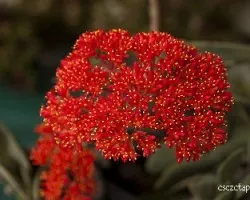  crassula falcata