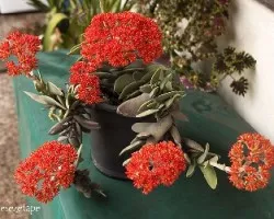Crassula falcata