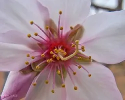Prunus dulcis