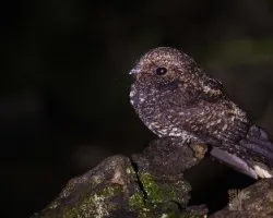 Caprimulgus saturatus