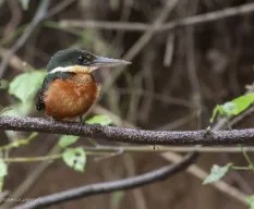 Chloroceryle inda
