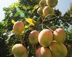 Mangos