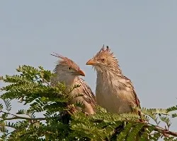 Guira guira