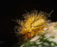Epilachna tenax