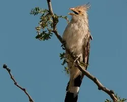 Guira guira