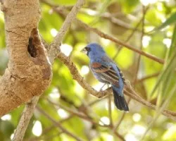 Passerina caerulea