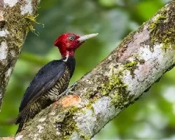 Campephilus guatemalensis
