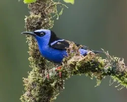 Cyanerpes cyaneus