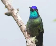 Eugenes fulgens