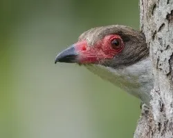 Tityra semifasciata