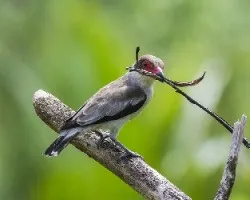 Tityra semifasciata